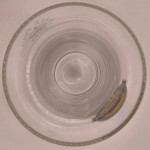 Magners half pint glass glass