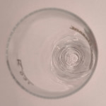 Zlatý Bažant 30cl beer glass glass